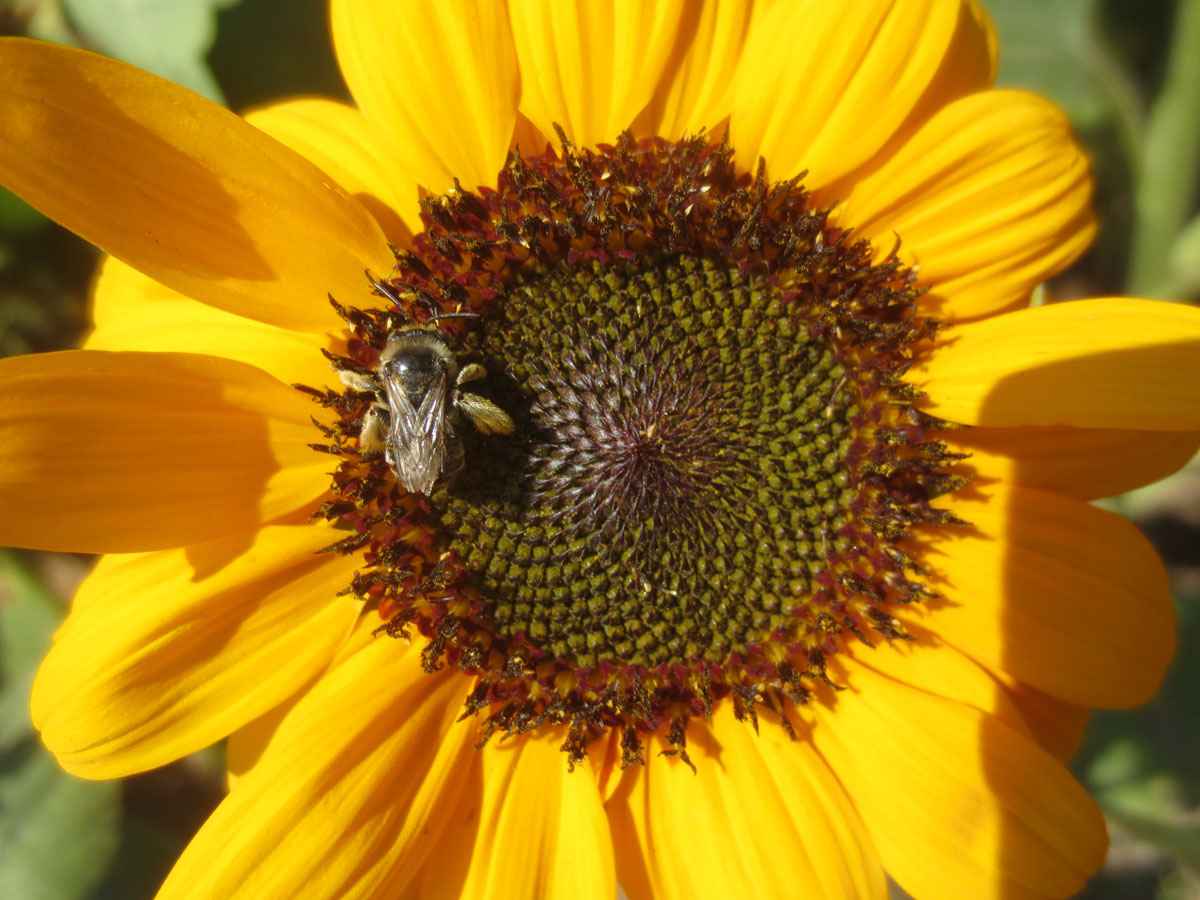 Yellow sunflower with bee pollinator by Susan Fluegel